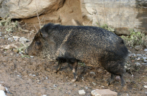 Pekari obrożne